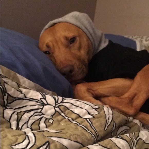 Cosmetic Bag - RESCUE ALL THE DOGS (: New - Picture 11 of 14